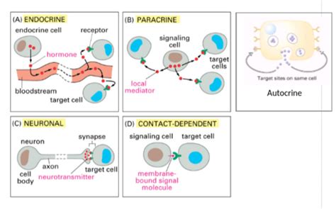 Cell Communication & Cell Signaling Flashcards | Quizlet