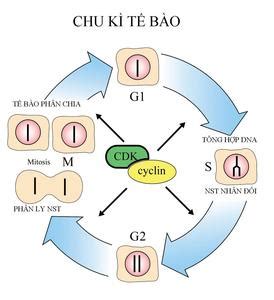 bai chu ky te bao va qua trinh nguyen phan