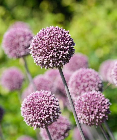 Types Of Alliums 15 Beautiful Bulbs For Your Garden Gardeningetc