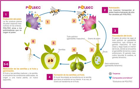 Partes De La Flor Y Polinizacion PPT