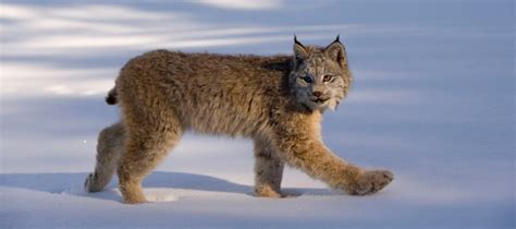 The Beautiful and Secretive Canadian Lynx | Critter Science