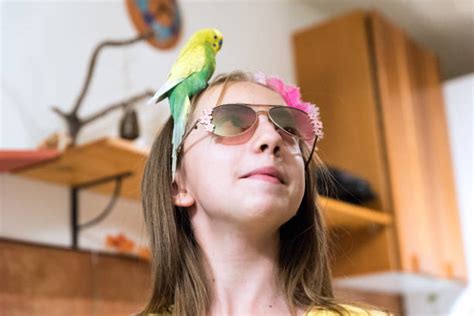 40 Parakeet Sunglasses Stock Photos Pictures And Royalty Free Images