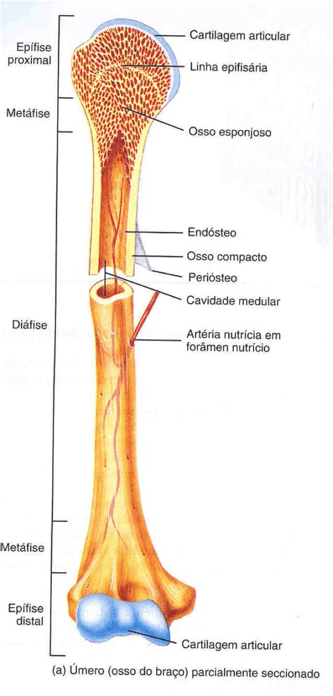 Além Da Sustentação Do Corpo São Funções Dos Osso