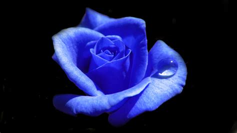 🔥 [50+] Dark Blue Roses Wallpapers | WallpaperSafari