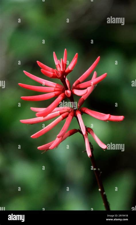 Coral Bean Erythrina Herbacea Everglades National Park Coral Bean