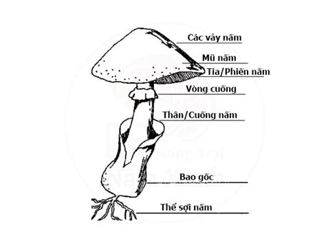Nấm Là Gì Nấm Có Phải Là Thực Vật Không Tìm Hiểu Về Nấm Từ A Z