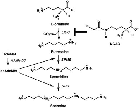 Full article N ω chloroacetyl l ornithine a new competitive inhibitor