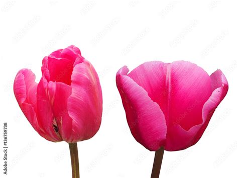 Pink Tulips Isolated / White Background Stock Photo | Adobe Stock