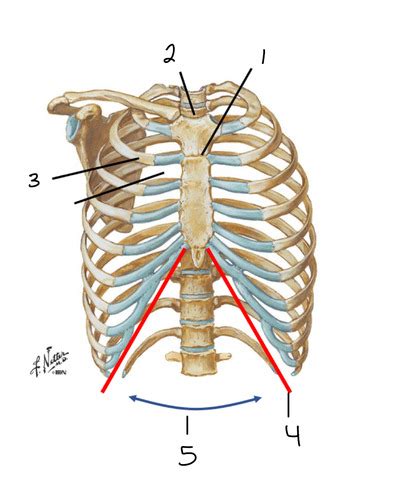 clin anatomy thorax flashcards quizlet
