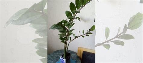 Долларовое дерево (Замиокулькас) купить в Самаре | Товары для дома и ...