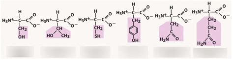 Biochem Amino Acids Uncharged Polar Diagram Quizlet