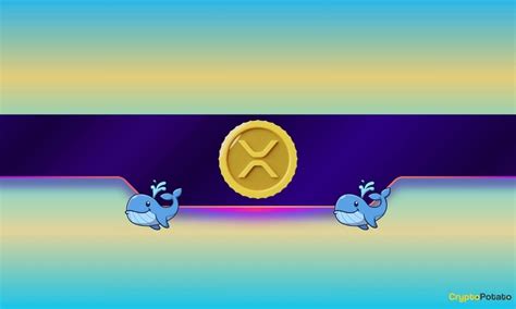 ripple whales    buying spree   xrp ready   heights