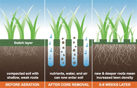 Lawn Aeration