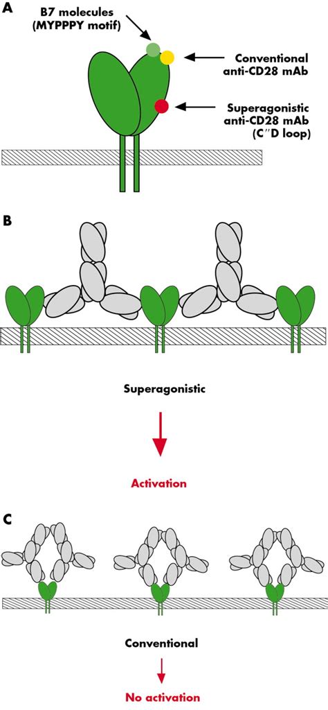 Superagonistic Anti Cd28 Antibodies Potent Activators Of Regulatory T