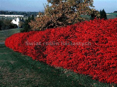 Trzmieliny Oskrzydlone Trzmielina Oskrzydlona Euonymus Alatus Timber