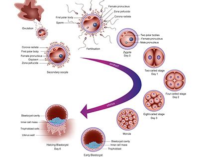 Fertilization Projects :: Photos, videos, logos, illustrations and ...