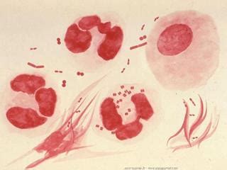 Neisseria gonorrhoeae définition et explications