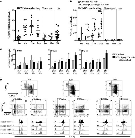 Frontiers Late Development Of Fcεrγneg Adaptive Natural Killer Cells