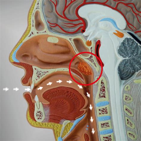 Adenoid Anatomy