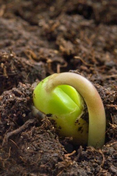 Start Vegetable Seeds Starting Vegetable Seeds Starting Seeds Indoors Vegetable Seed