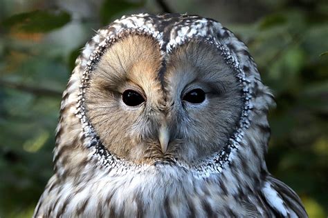 The Ural Owl Is Waiting For You At Zoo Leipzig