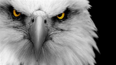 Eagles 4k Ultra Hd Wallpapers Top Free Eagles 4k Ultra Hd Backgrounds