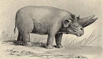 Extinct Mammals - The Ivory Bill