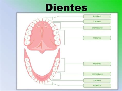 17 Boca Y Masticacion