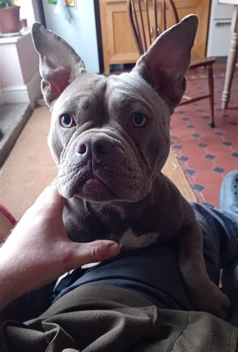 Angel Animal Rescue Cymru