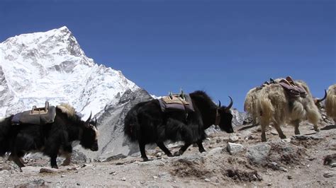 Yak Walking On The Way To Mt Everest Youtube