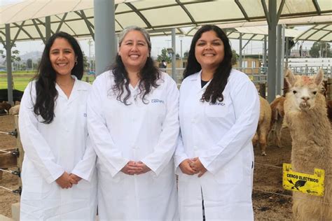 Una vagina artificial revoluciona la reproducción de alpacas el invento que tres científicas