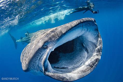 Shark Pictures: SWARMS OF WHALE SHARKS + PREDATORS IN PERIL