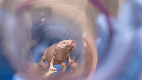 Naked Mole Rats Can Produce Offspring Their Entire Lives And Now We Know Why IFLScience
