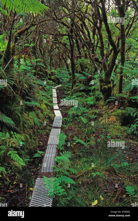 Kamakou Preserve Rainforest Molokai Hawaii 98 Native Species Stock