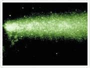 Sybr Green I Nucleic Acid Gel Stain X Concentrate In Dmso