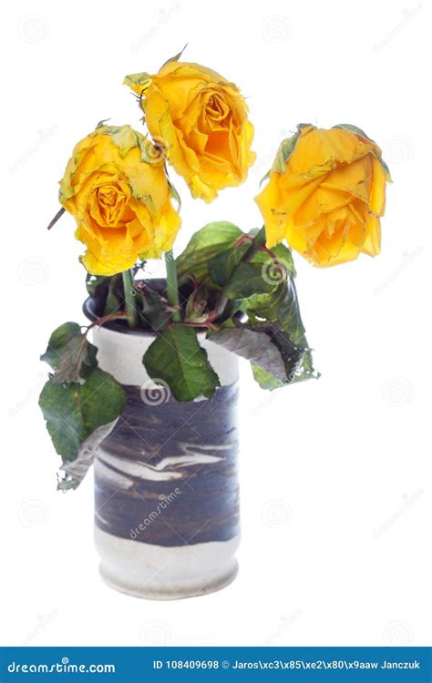 Wilted Rose Stock Photo Image Of Ugly Flowers Flower 108409698