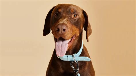 9 Best Dog Collar