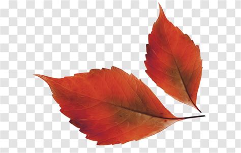 Autumn Leaf Color Clip Art Transparent Png