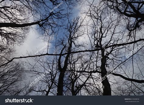Naked Branches Tree Against Blue Sky Stock Photo 610509818 Shutterstock