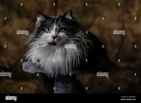 Long Haired Black White Cat Hi Res Stock Photography And Images Alamy