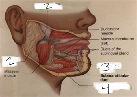 Salivary Glands Flashcards Quizlet