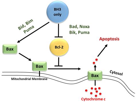 Life | Free Full-Text | BH3-Only Proteins Noxa and Puma Are Key ...
