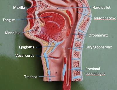 Pharynx | Anatomy, Definition & Function - Video & Lesson Transcript ...