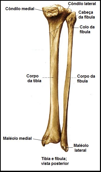 Atlas De Anatomia Humano Sistema Esquel Tico