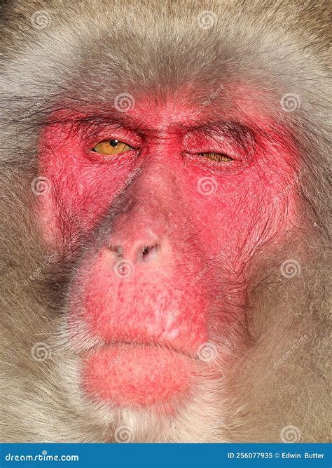 Japanese Macaque Macaca Fuscata Stock Image Image Of Wildlife Nature