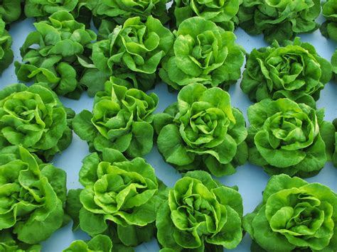 Greenhouse Lettuce Production Alabama Cooperative Extension System