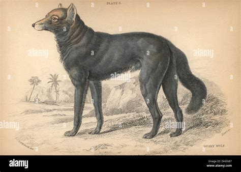 Great Plains Wolf Or Buffalo Wolf Canis Lupus Nubilus Threatened