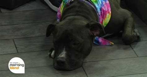 Pawtastic Friends To Host Annual Community Block Party Fundraiser