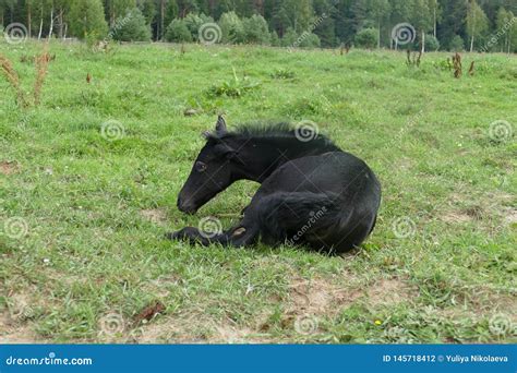 A Imagem De Um Cavalo Na Floresta Foto De Stock Imagem De Pasto Nave