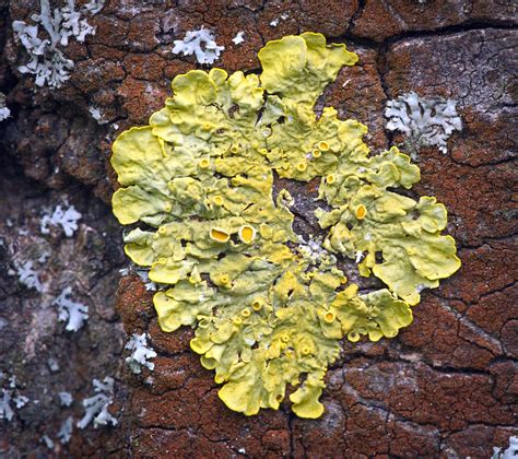 Lichens And Algae Explored Lichens Xanthoria Parietina Flickr